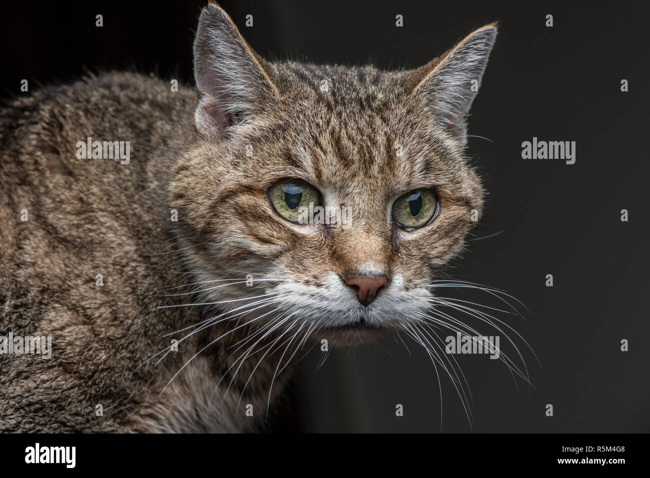 Un gato atigrado fijamente mirando algo fuera del marco de la foto. Foto de stock