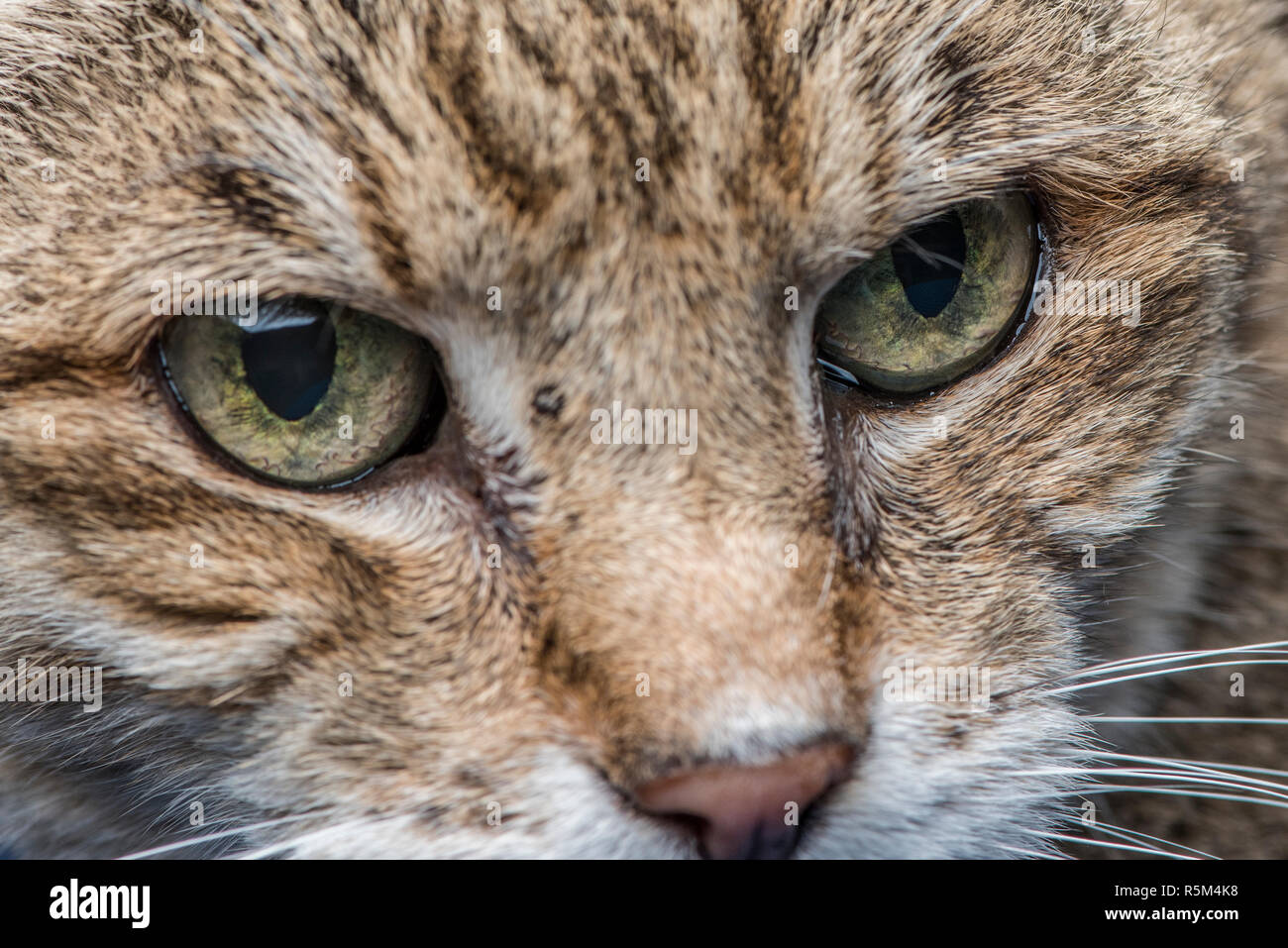 Una foto de un niño de diez años de edad fomentar la cara y los ojos de gato mostrando los detalles en ambos. Foto de stock