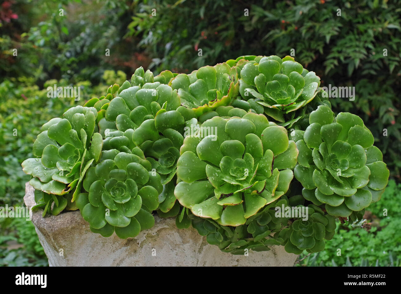 Las plantas suculentas en un jardín (Crassulaceae, quizás Echeveria sp). Foto de stock