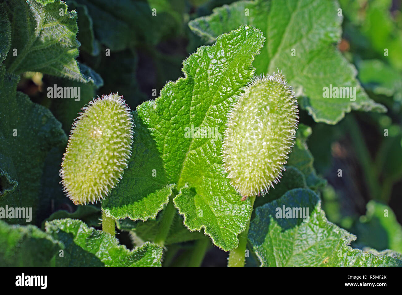 Frutos de Ecballium elaterium, el pepino, la familia Cucurbitaceae Squirting Foto de stock