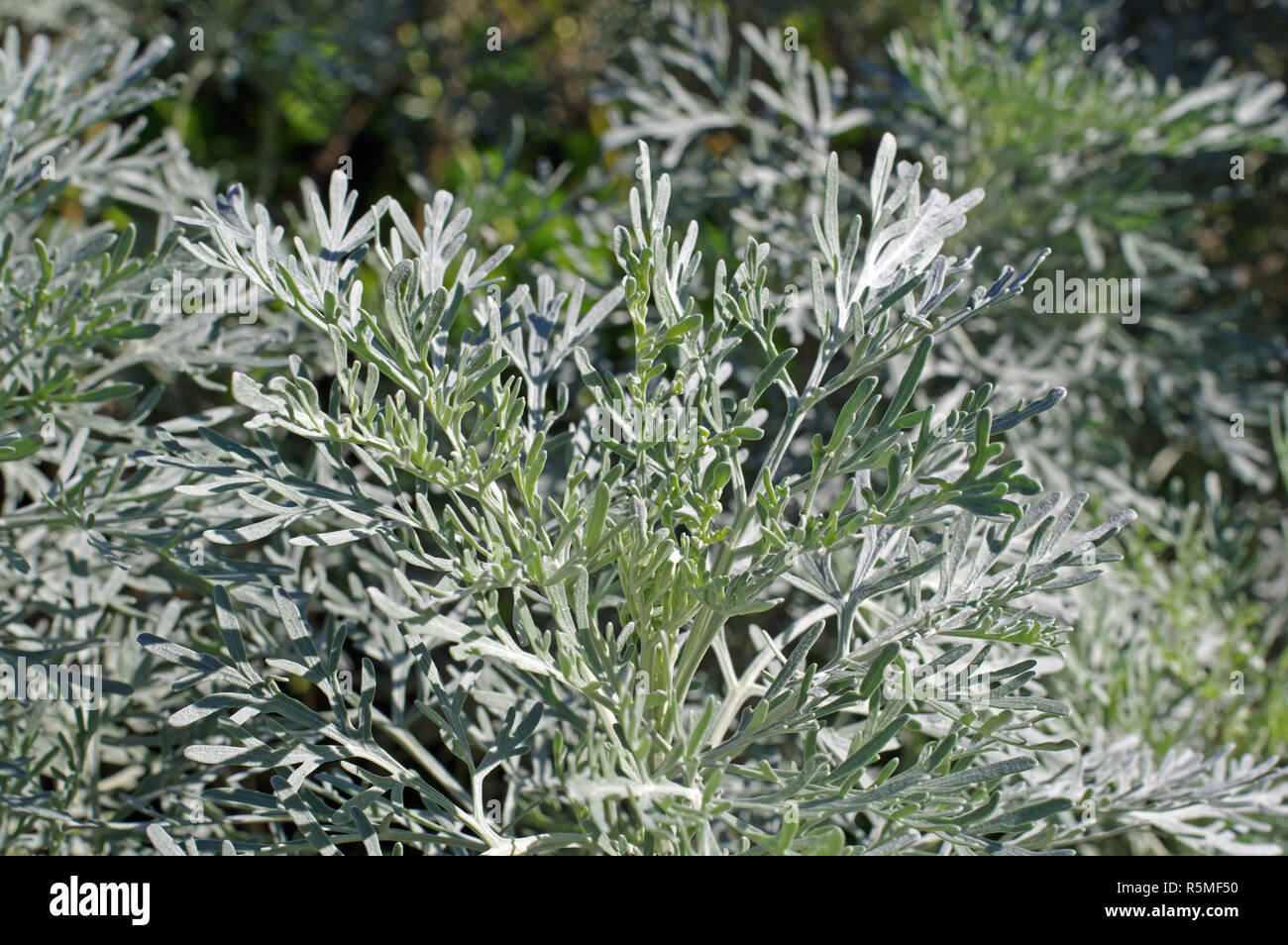 Las hojas de la Artemisia caerulescens, familia Asteraceae (Compositae), el ajenjo dejados azulado o azulado mugwort Foto de stock