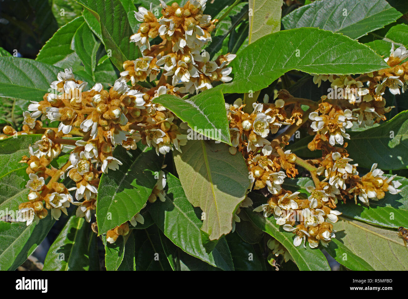 Floración Eriobotrya japonica, el níspero, la familia Rosaceae Foto de stock