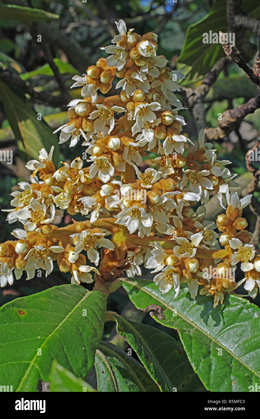 Floración Eriobotrya japonica, el níspero, la familia Rosaceae Foto de stock