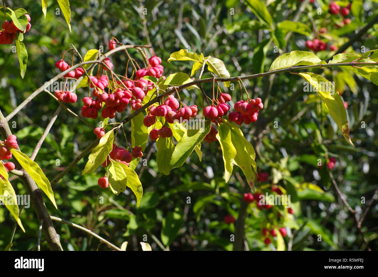 Los colores del otoño: Euonymus europaeus, el husillo o eje europeo común, la familia Celastraceae Foto de stock