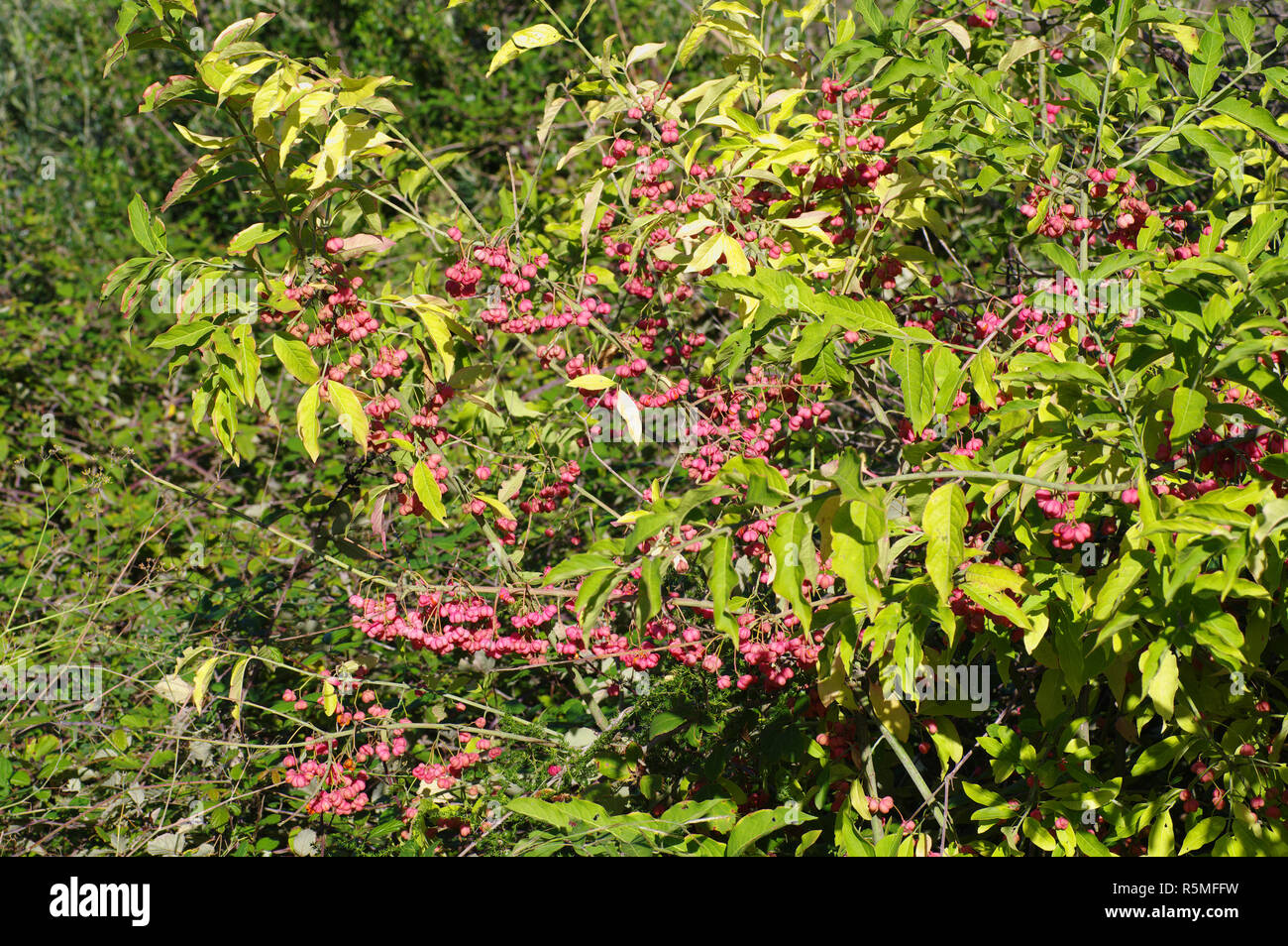Los colores del otoño: Euonymus europaeus, el husillo o eje europeo común, la familia Celastraceae Foto de stock