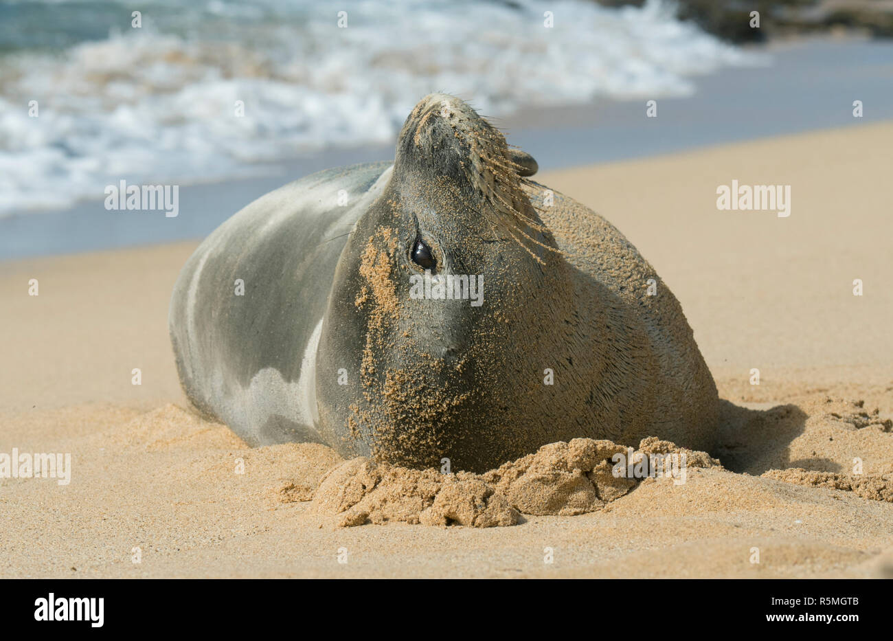 Foca monje hawaiana fotografías e imágenes de alta resolución - Alamy