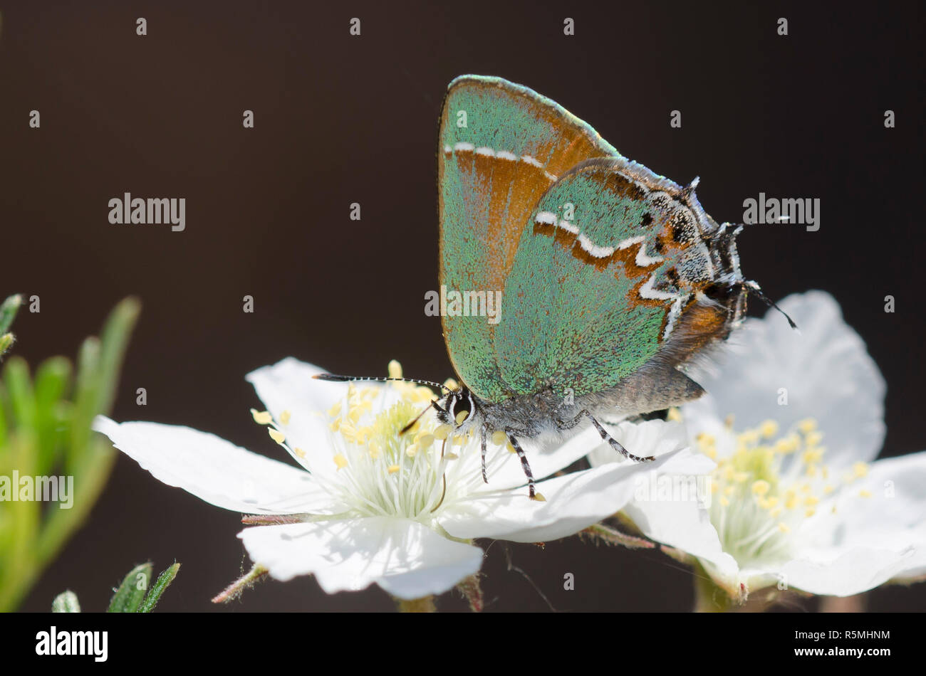 Juniper, Callophrys Hairstreak gryneus, sobre Apache Plume Fallugia paradoxa Foto de stock