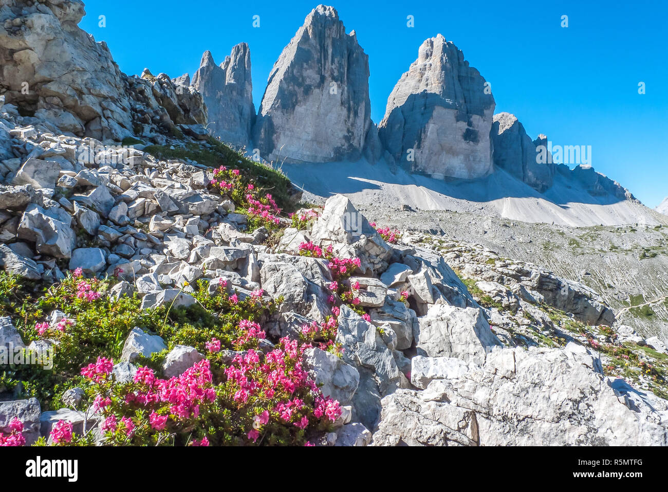 Rododendros y los tres picos Foto de stock