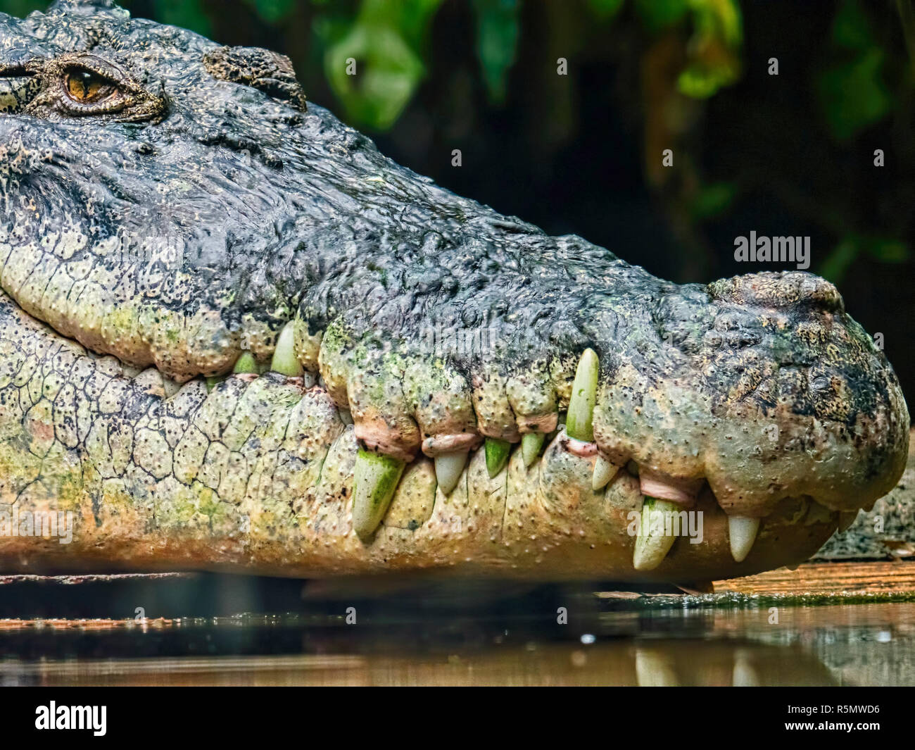 Cocodrilo sabio fotografías e imágenes de alta resolución - Alamy