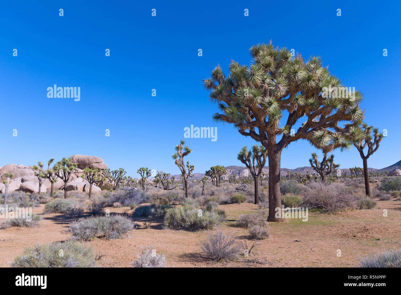 Cerdas hermoso árbol en las llanuras del desierto de Joshua Tree National Park, California, EE.UU.. Formaciones rocosas y la cadena de montañas en el valle desértico con SP Foto de stock