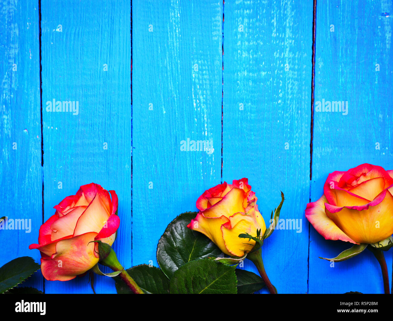 Tres rosas amarillas y rojas sobre un fondo de madera azul Fotografía de  stock - Alamy