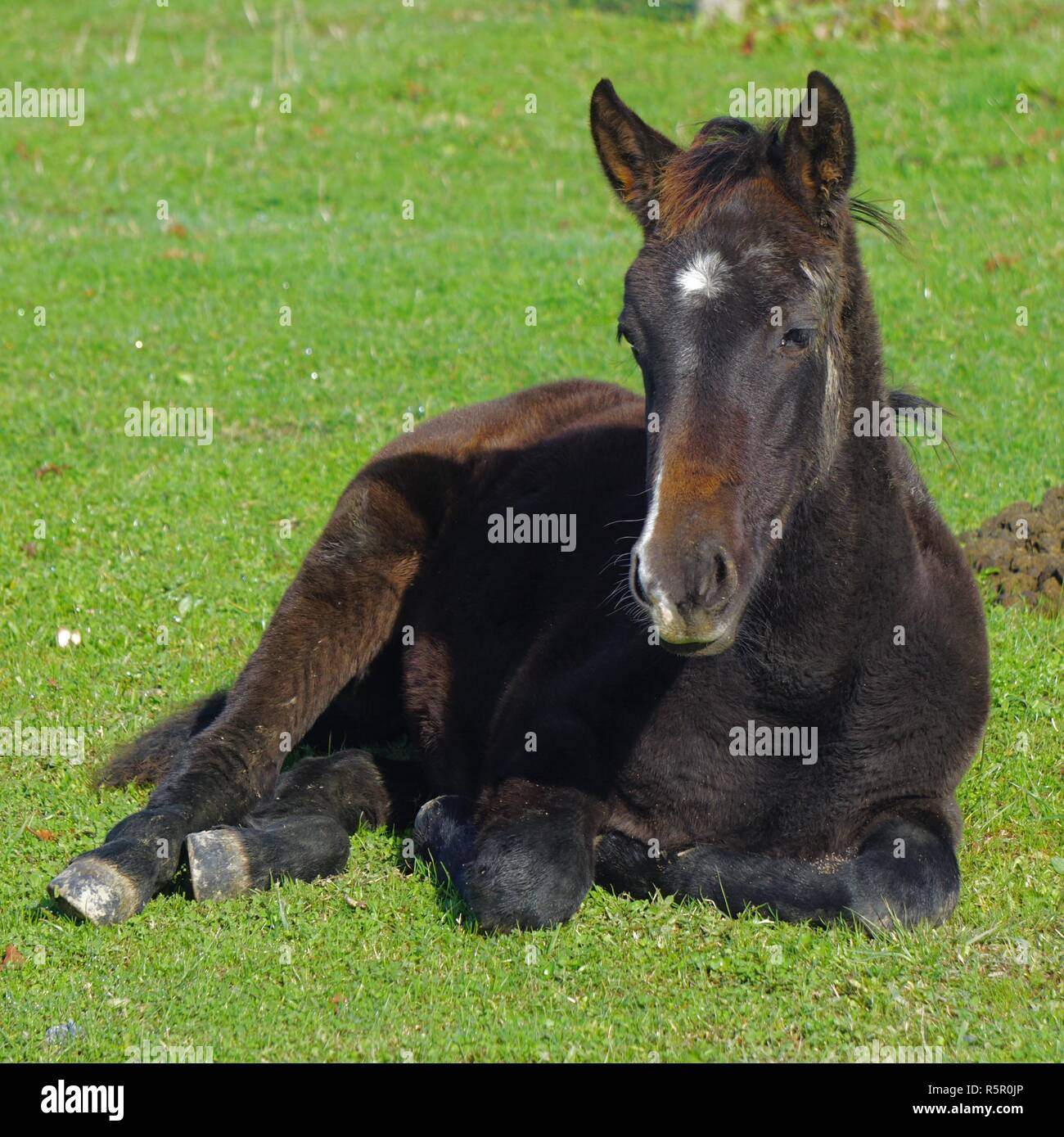 Fondo de pantalla de caballo fotografías e imágenes de alta resolución - Página 8 - Alamy Fondo de pantalla de caballo fotografías e imágenes de alta resolución - Página 8 - Alamy