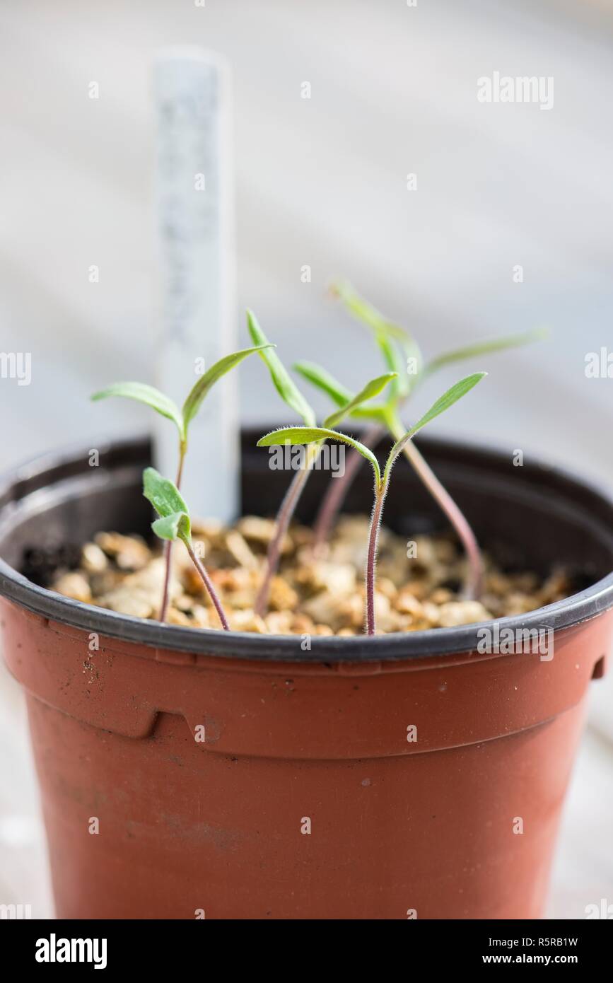 Las plantas de tomate de plántulas en una maceta de plástico. Foto de stock