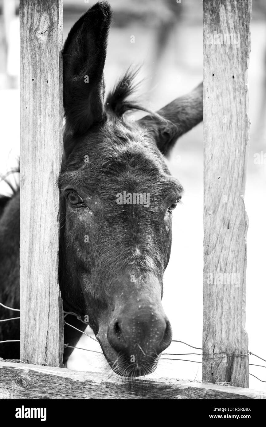 Perfil de un burro Imágenes de stock en blanco y negro Alamy