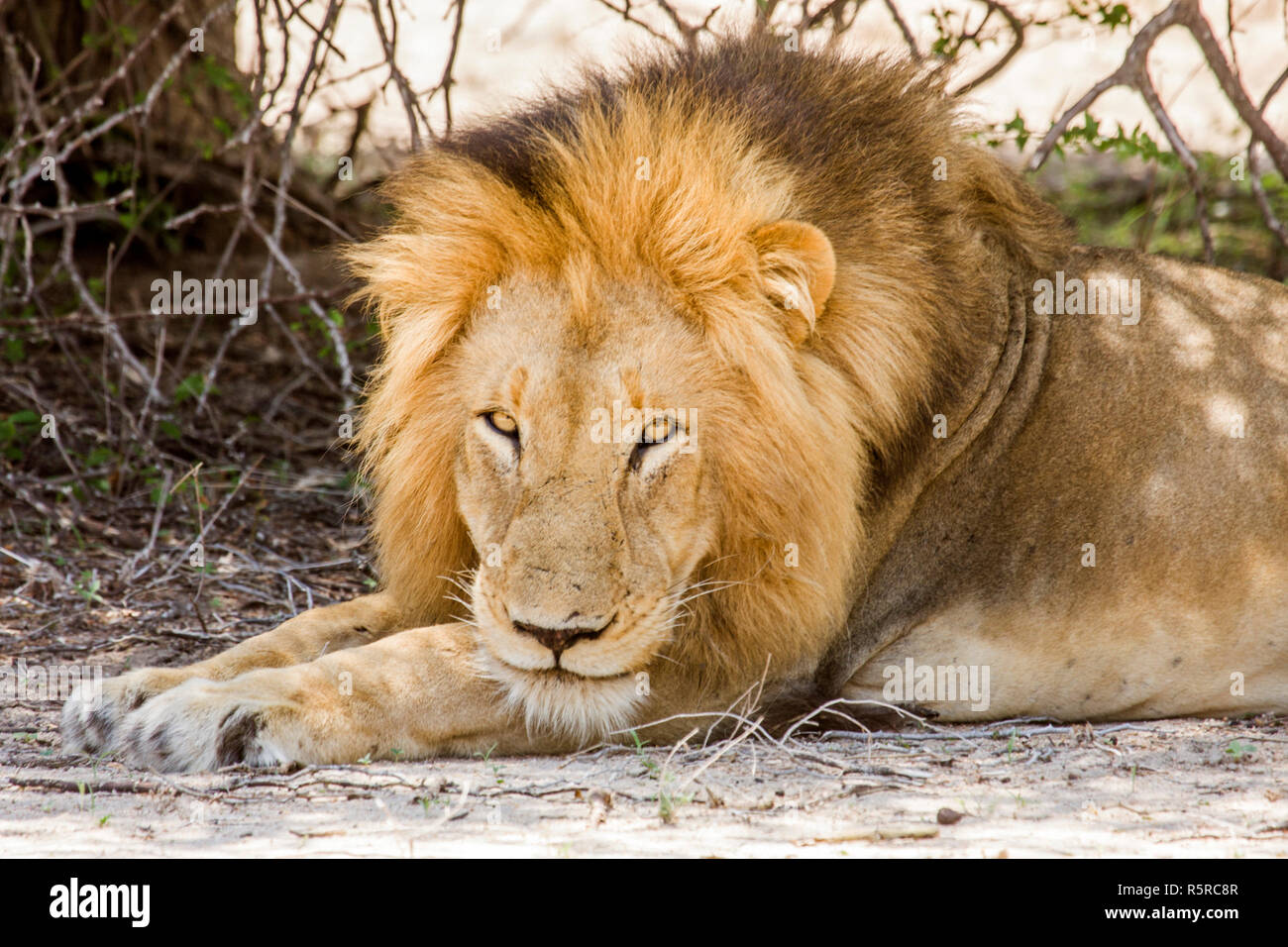 Primera Puesta Beige Lion