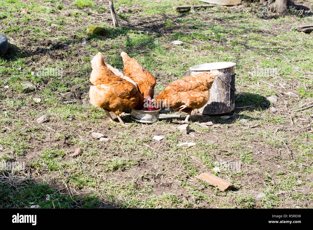 Las gallinas se alimentan en la tradicional rural de corral en día soleado. Foto de stock