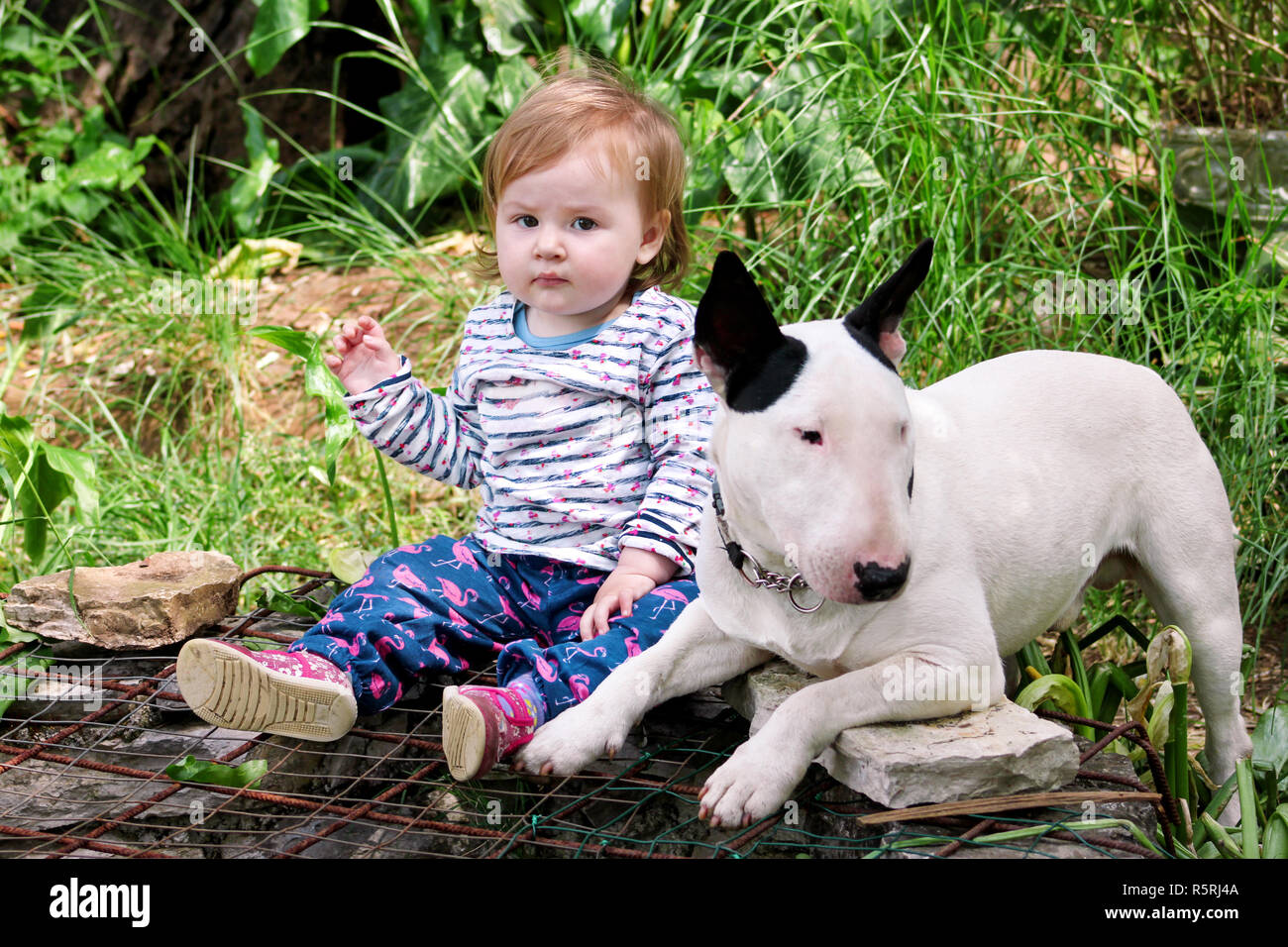 Feliz Lindo Bebe Hembra Y El Perro Esta Sentado En El Jardin Nino Esta Jugando Con El Ingles Bull Terrier Perro Blanco Fuera En El Parque Una Nina Y Su Perro Fotografia