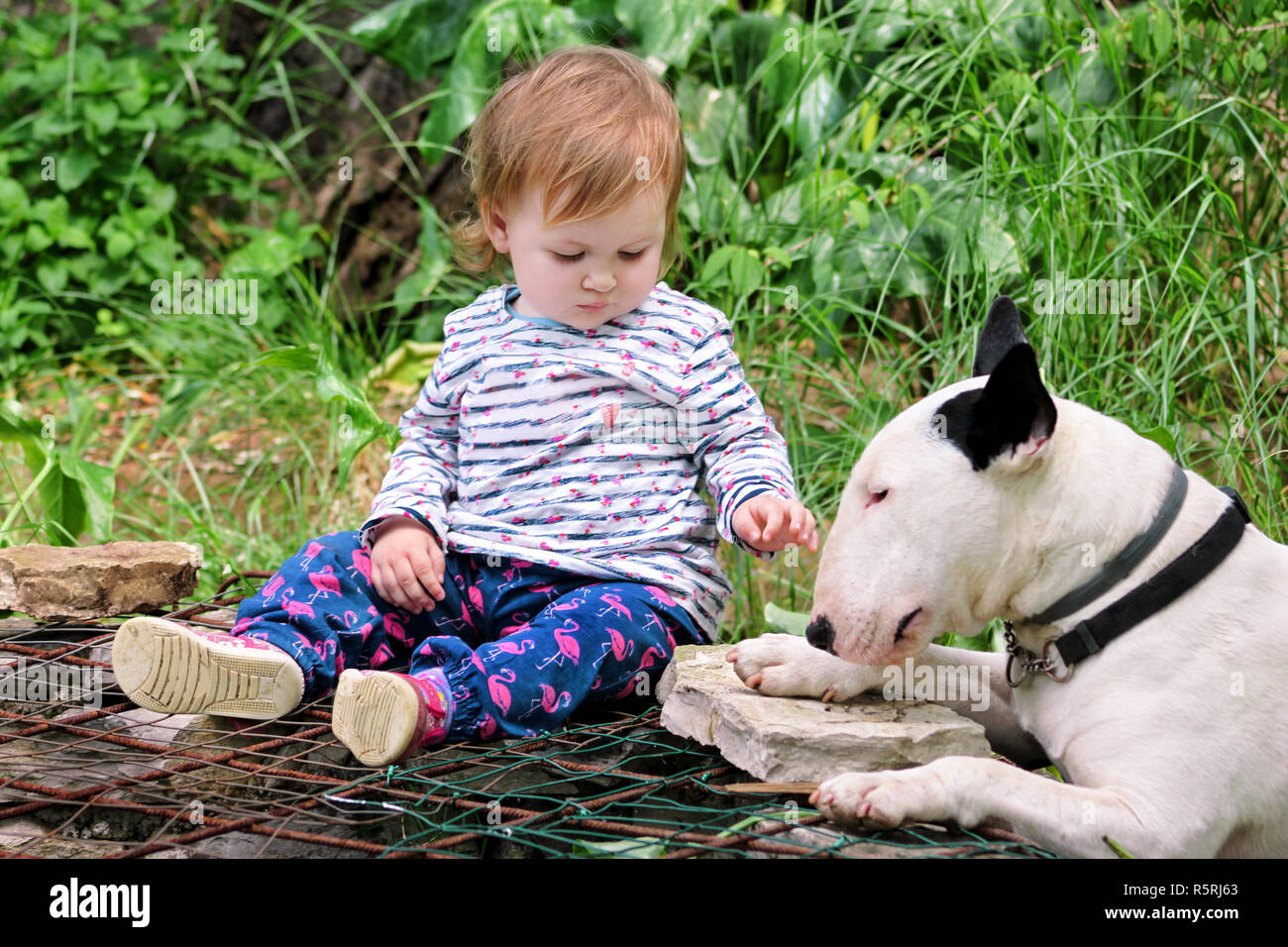 Feliz Lindo Bebe Hembra Y El Perro Esta Sentado En El Jardin Nino Esta Jugando Con El Ingles Bull Terrier Perro Blanco Fuera En El Parque Una Nina Y Su Perro Fotografia
