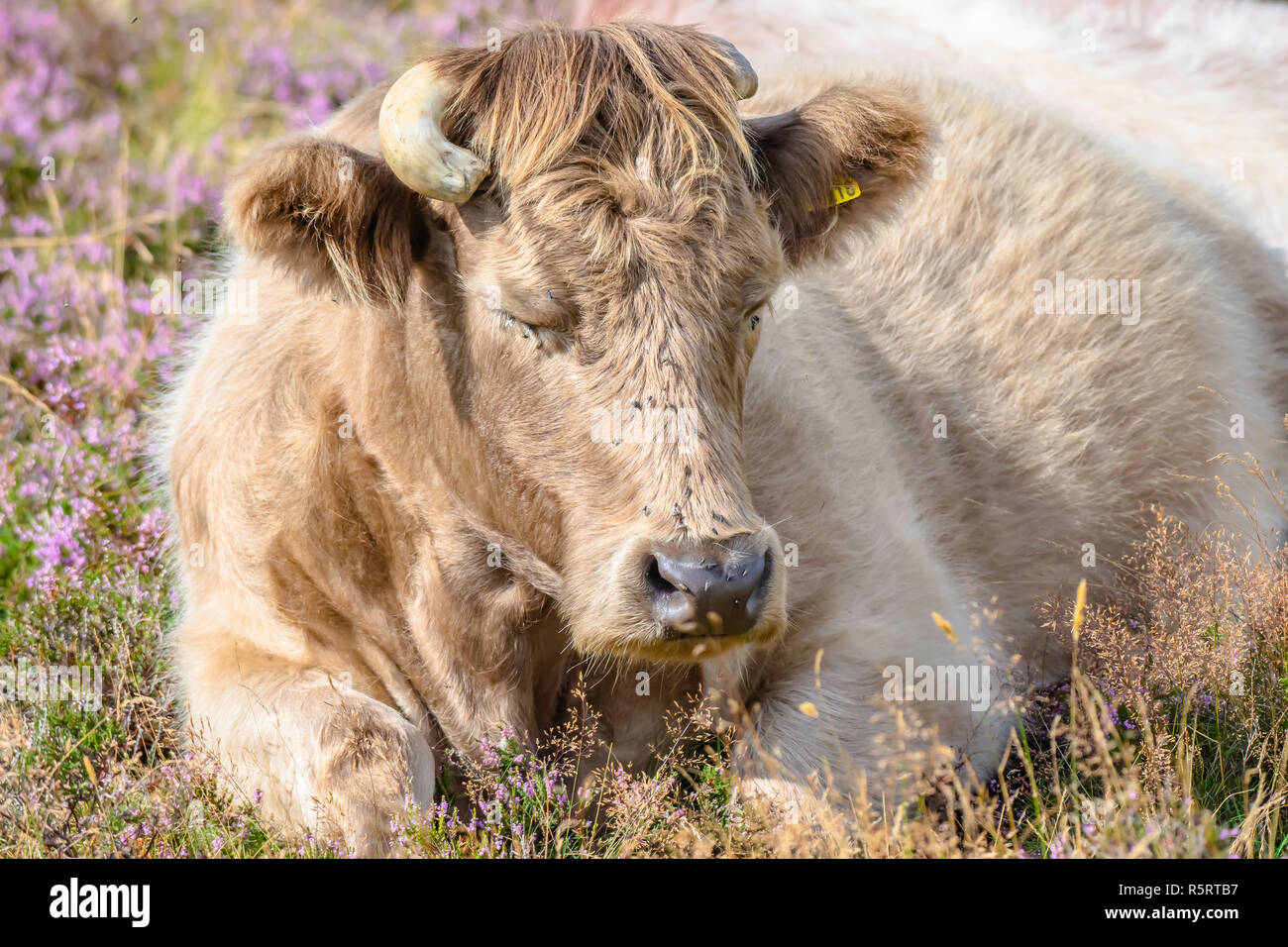 Brown cow durmiendo en campo cubierto con violeta vibrante heather flowers.Organic agricultura rural en uk.Siesta.Dulces sueños.close up retrato. Foto de stock