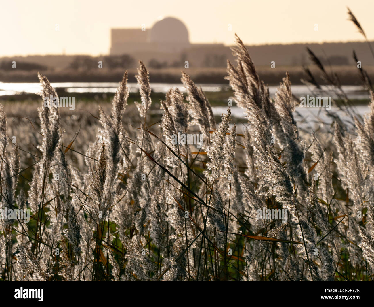 RSPB Minsmere Suffolk UK y distante Sizewell Power Station Foto de stock