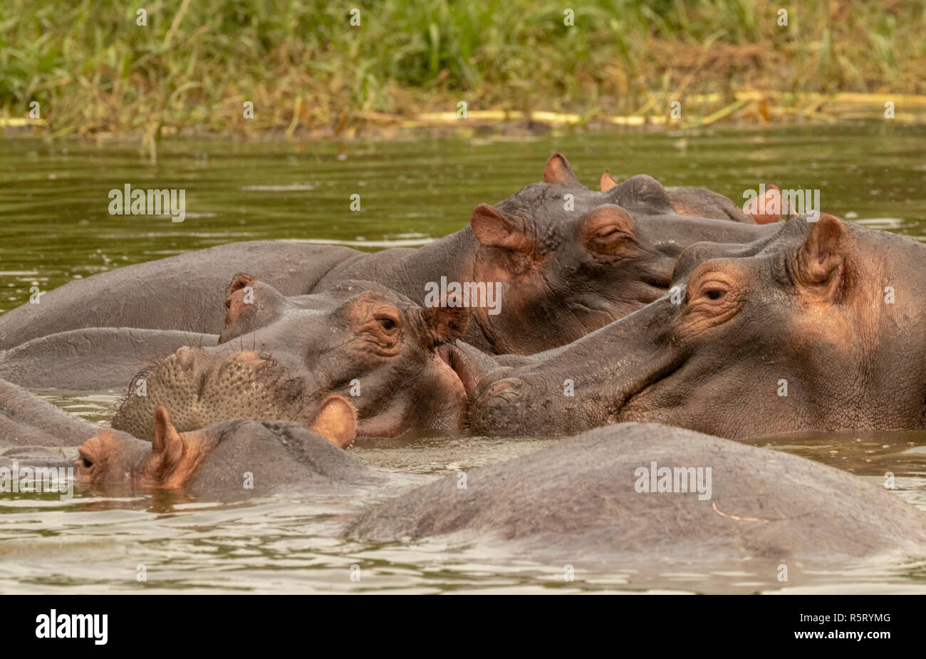 Los hipopótamos (Hippopotamus amphibius) en el canal Kazinga. El Parque Nacional Queen Elizabeth, Uganda, África Oriental Foto de stock