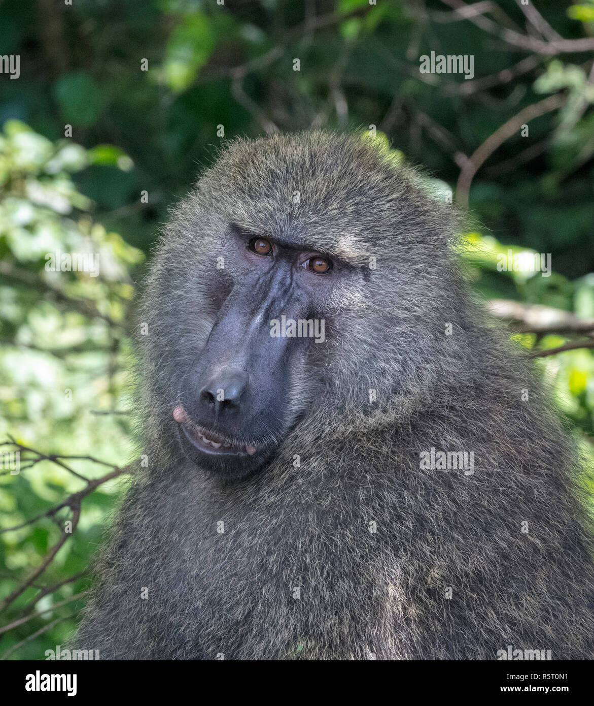 Olive babuinos (Papio anubis), el Parque Nacional Queen Elizabeth, Uganda, África Foto de stock