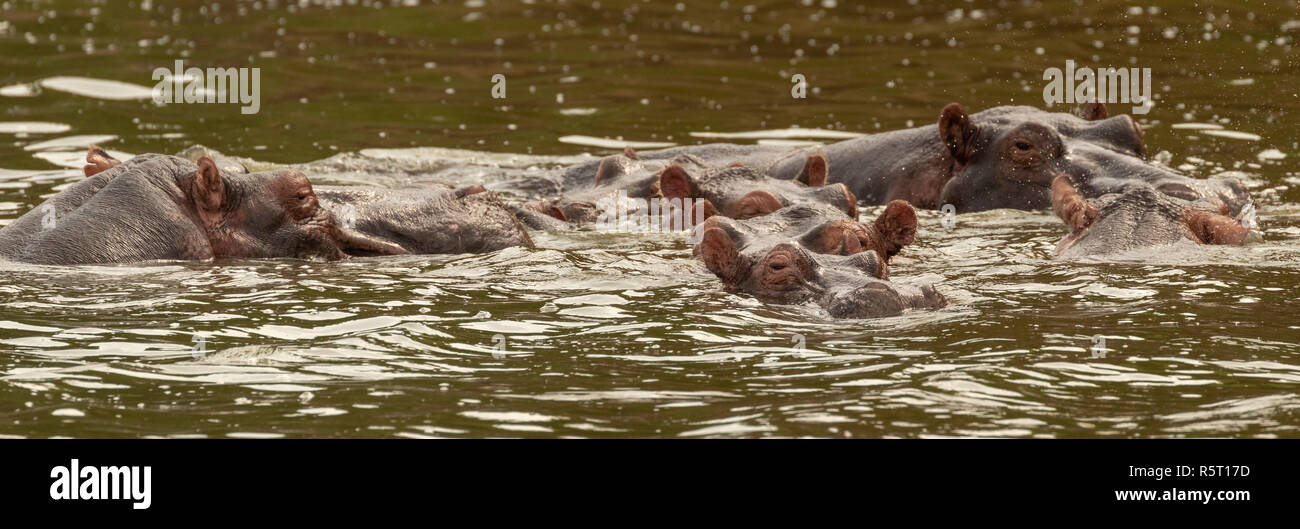 Los hipopótamos (Hippopotamus amphibius) en el canal Kazinga. El Parque Nacional Queen Elizabeth, Uganda, África Oriental Foto de stock