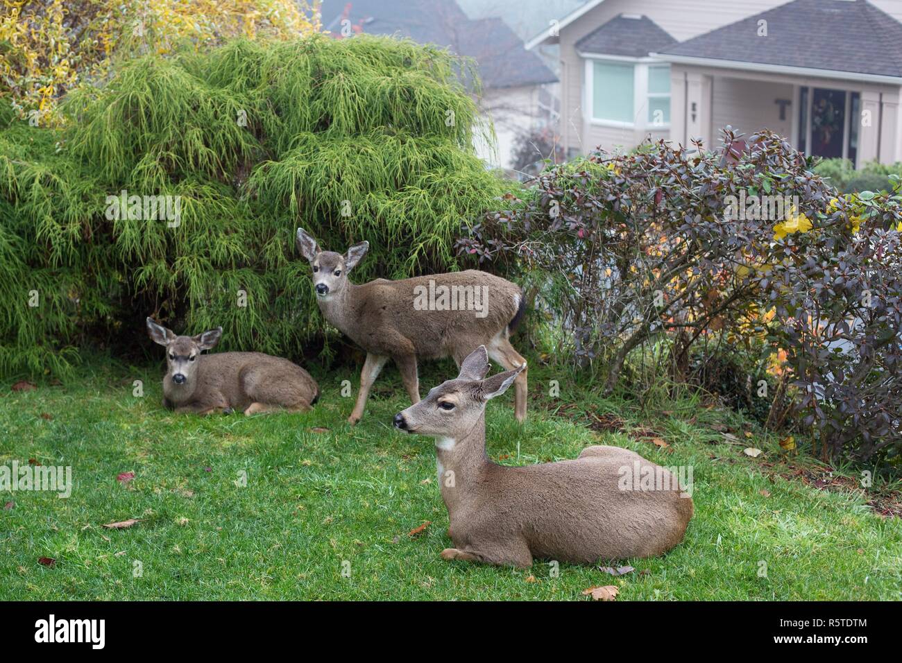 Una familia de tres ciervos descansando sobre un césped en un área suburbana cerca de Eugene, Oregon, USA. Foto de stock