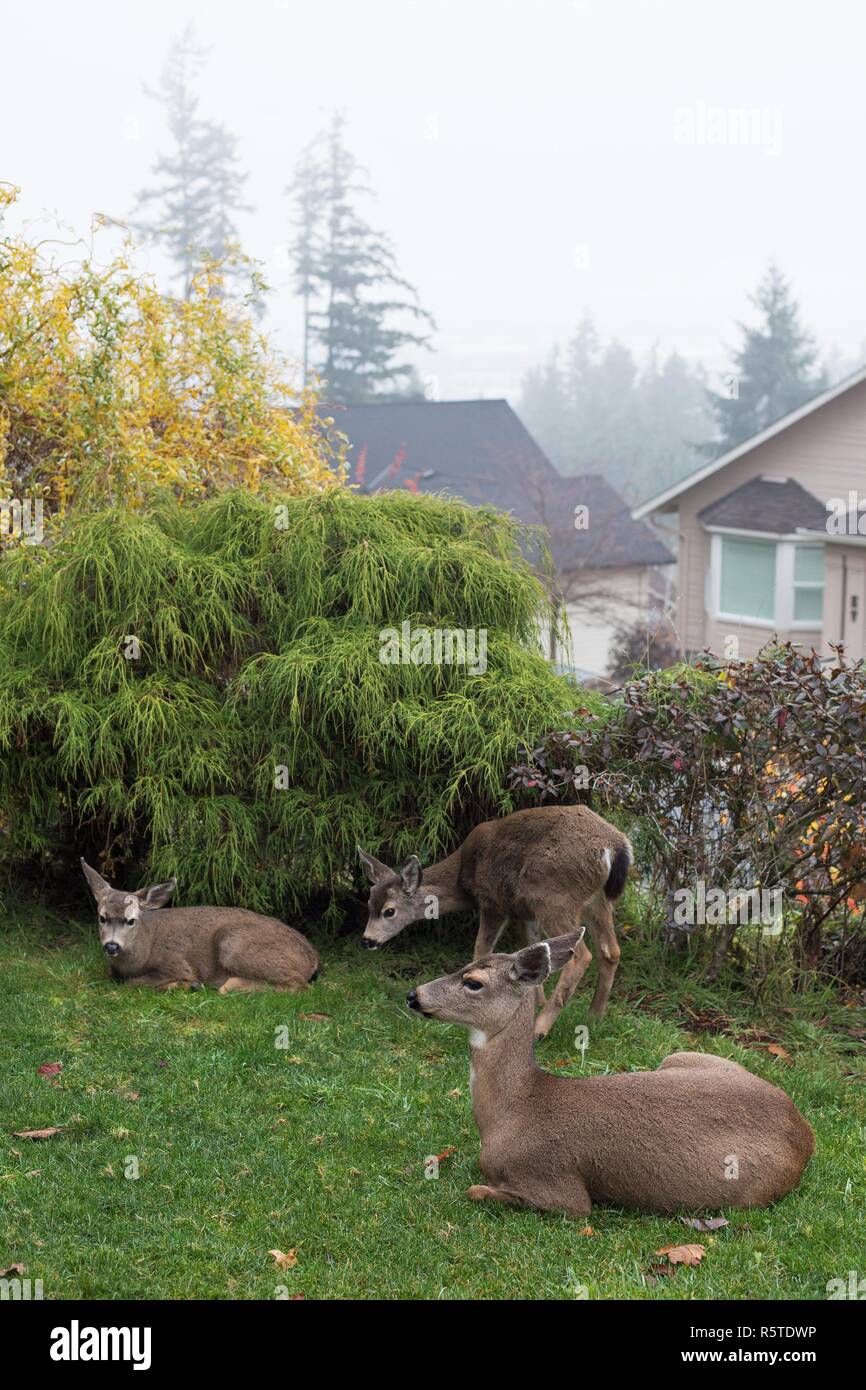 Una familia de tres ciervos descansando sobre un césped en un área suburbana cerca de Eugene, Oregon, USA. Foto de stock