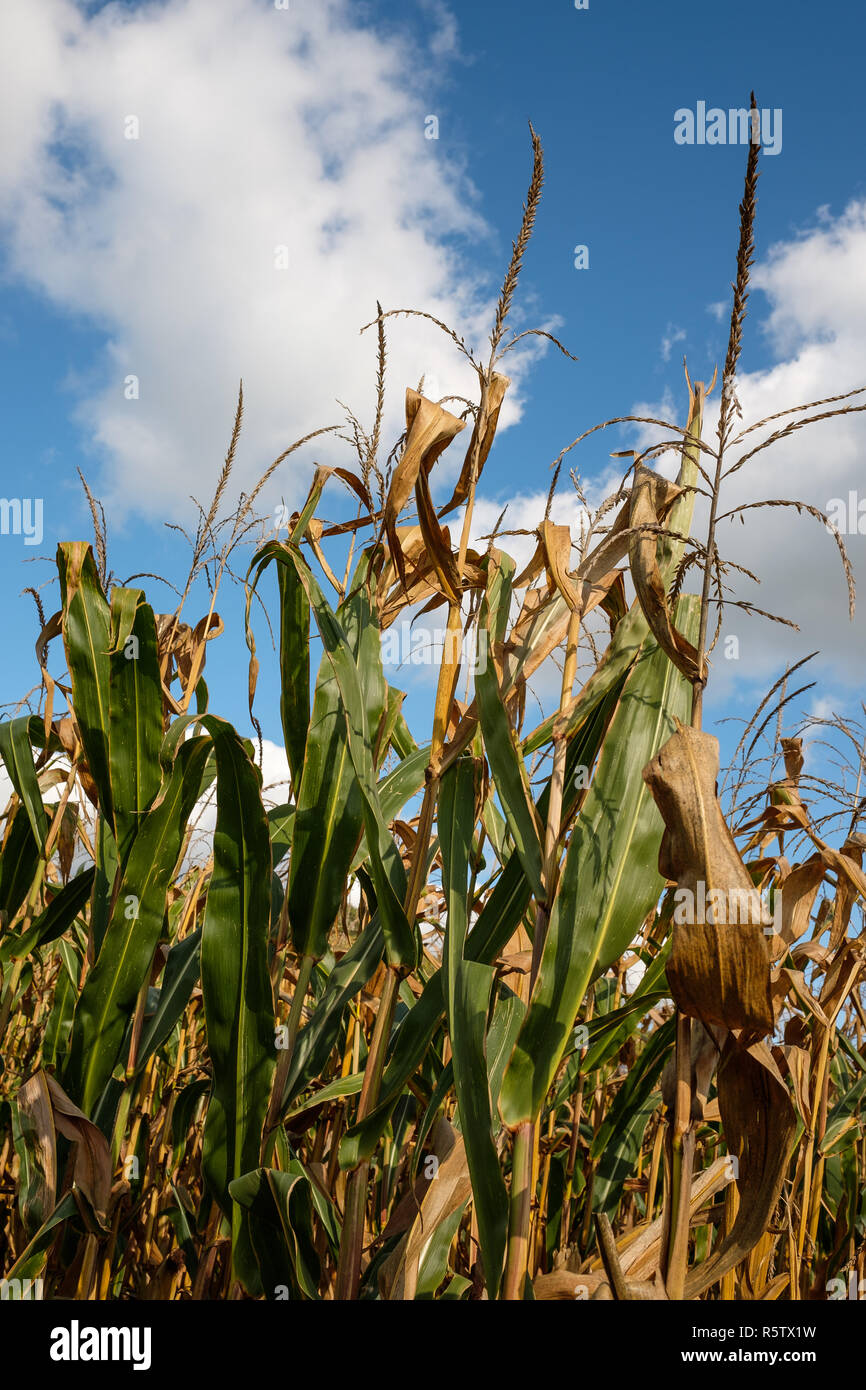 Campo con maíz en formato vertical Foto de stock