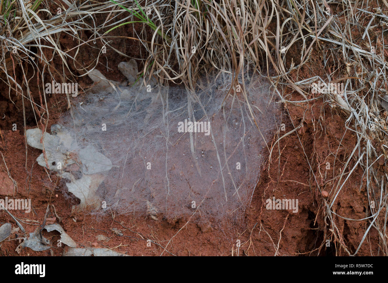 Web del embudo, la familia Agelenidae, con el rocío Foto de stock