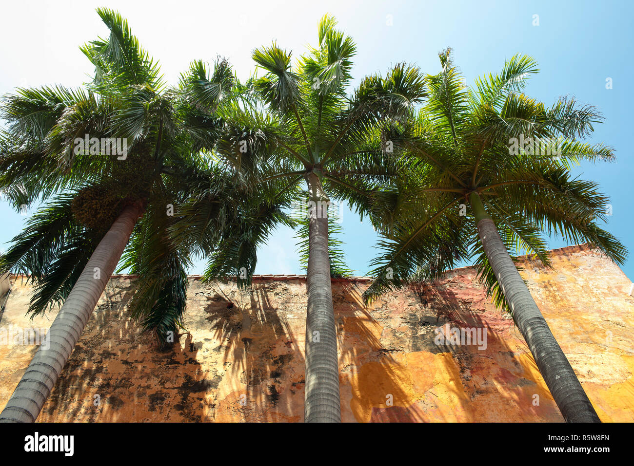 Árboles de palma real desde abajo contra la pared rústica. Arquitectura colonial con detalles tropicales en el casco antiguo de la ciudad de Cartagena de Indias, Colombia. 2018 Foto de stock