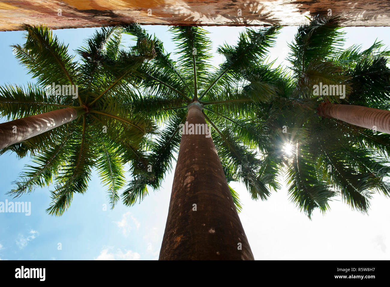 Árboles de palma real desde abajo el ángulo. Detalles tropical en el casco antiguo de la ciudad de Cartagena de Indias, Colombia. Oct 2018 Foto de stock
