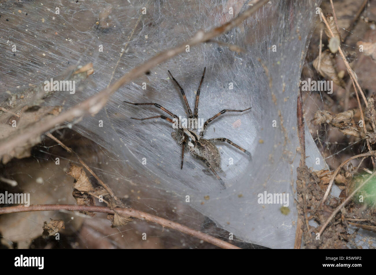 Araña Funnelweb, Familia Agelenidae en web Foto de stock