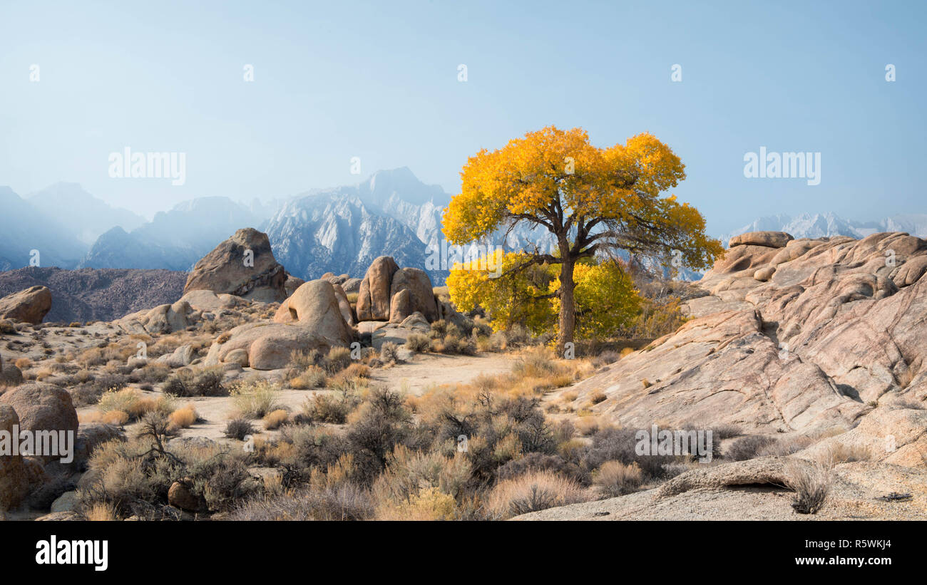 Lone Tree delante del Monte Whitney, Alabama Hills, California, Estados Unidos Foto de stock