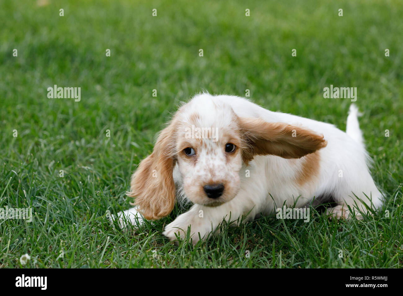 Cachorro de raza Cocker Spaniel Inglés Fotografía de stock - Alamy