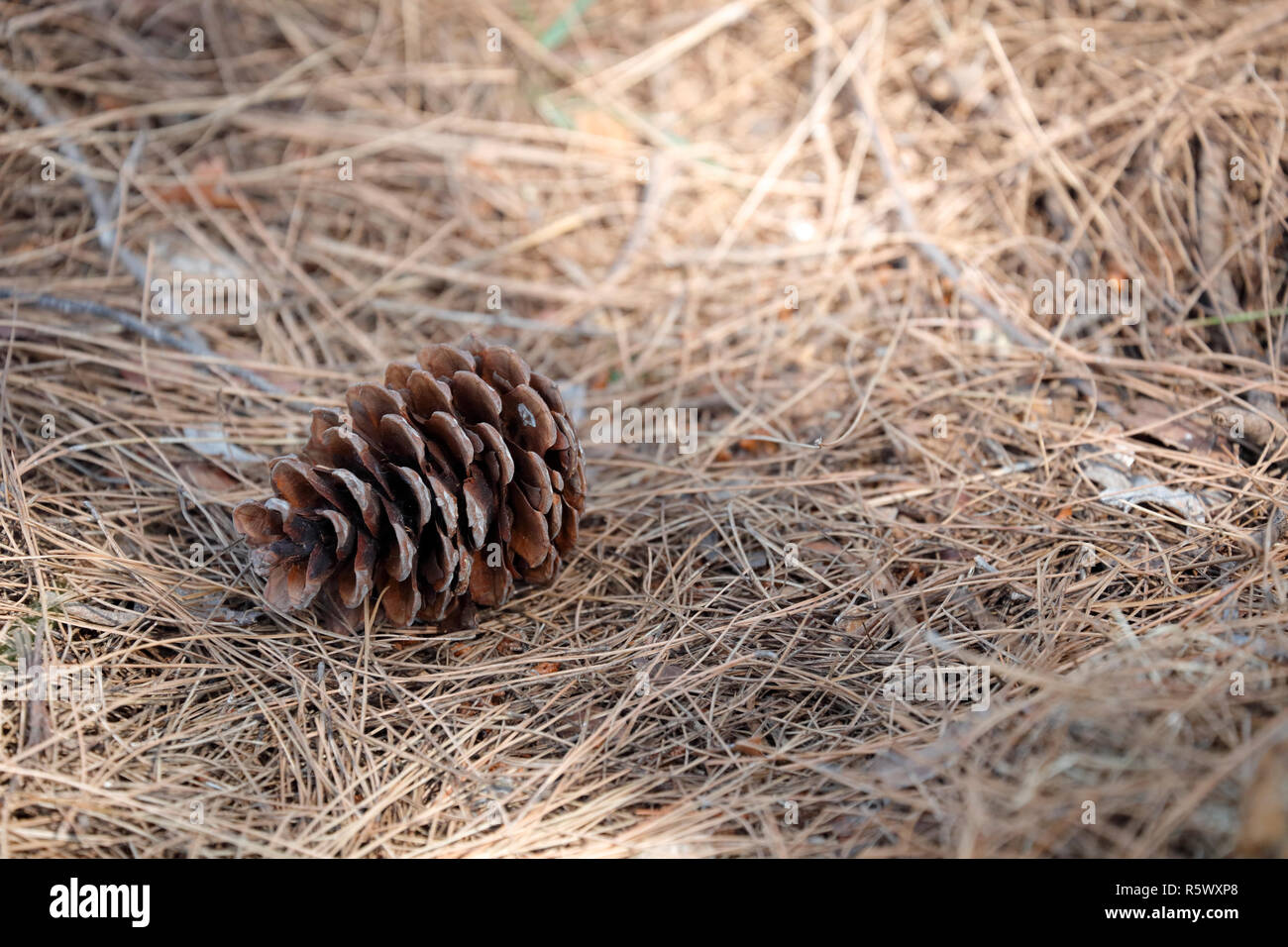 Los Conos De Pino En El Fondo De Hojas De Pino Secas Fotografia De Stock Alamy