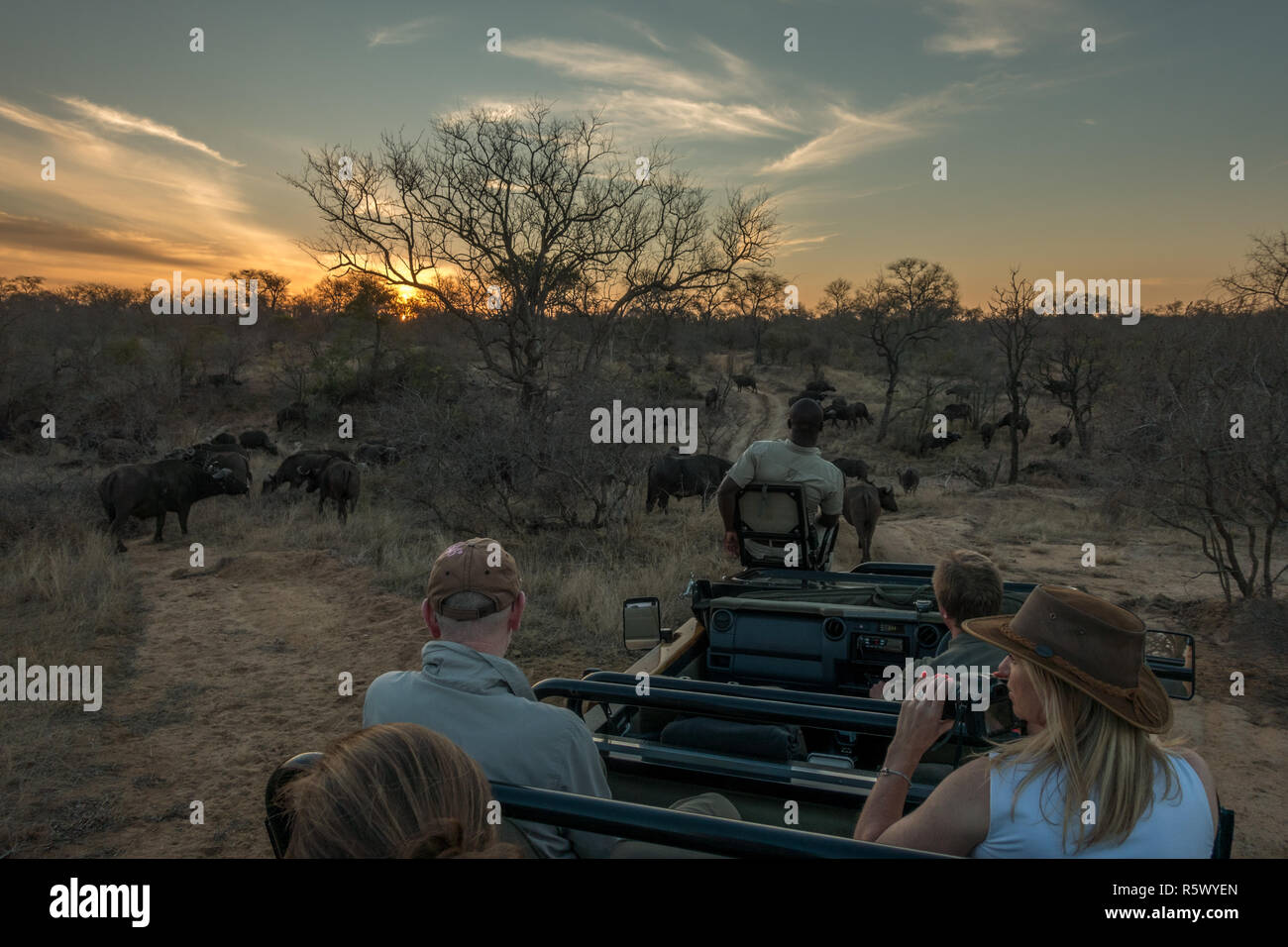 Los turistas de safari en un jeep ver una manada de búfalos al atardecer en la sabana arbolada del mayor parque nacional de Kruger, Sudáfrica Foto de stock