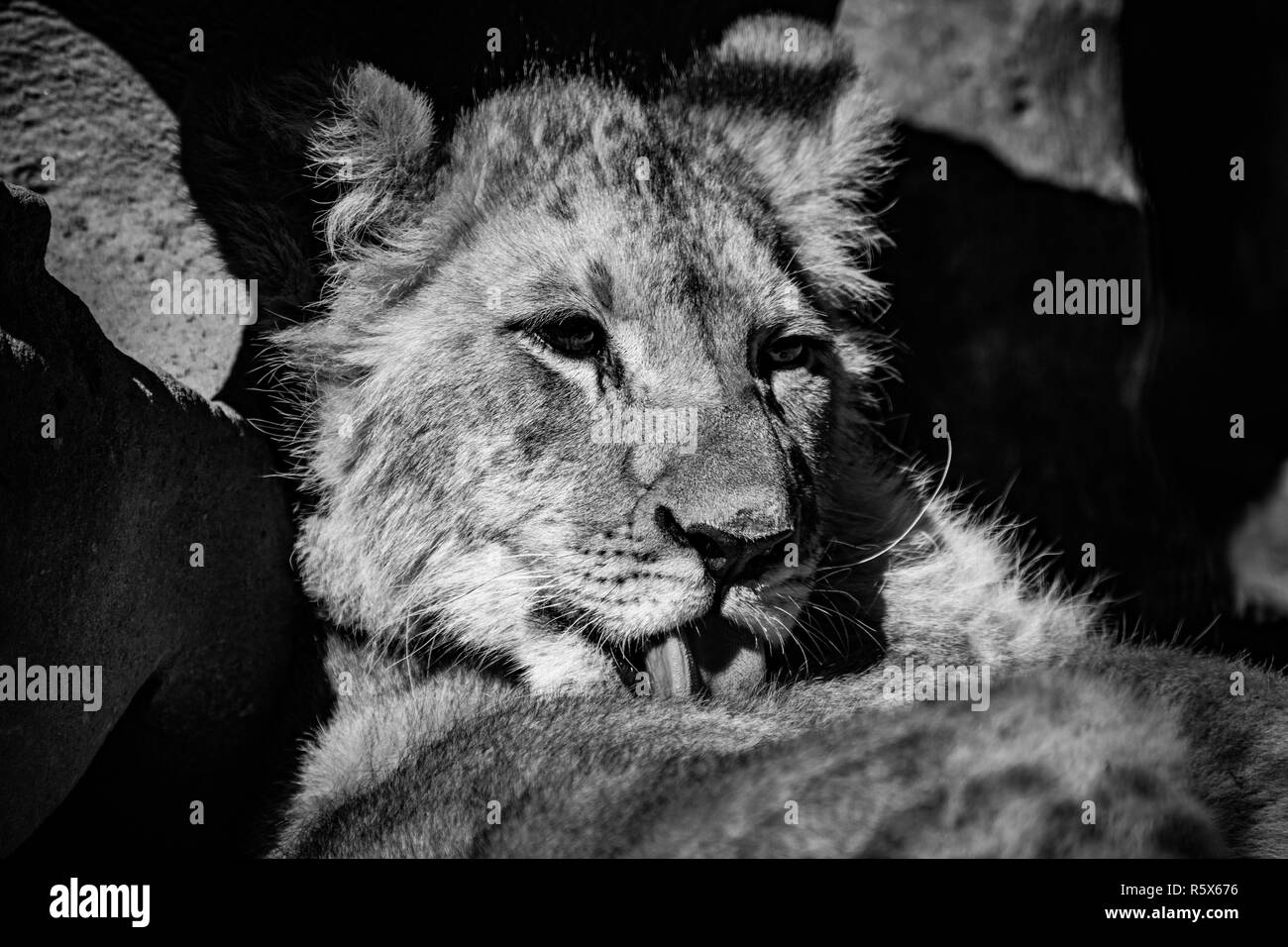 Un hermoso cachorro de león tras un lavado en blanco y negro Foto de stock