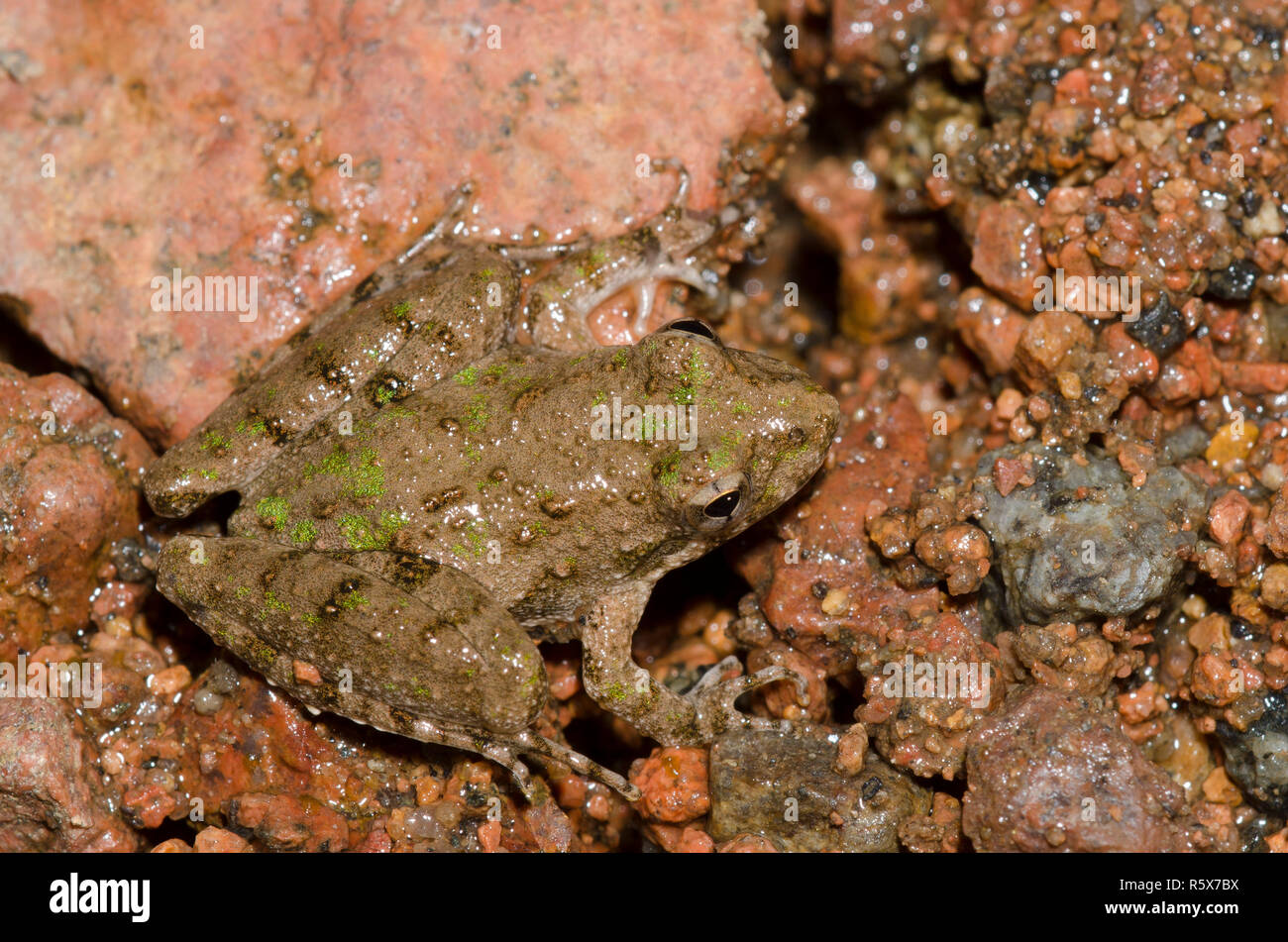 La rana de cricket de Blanchard, Acis blanchadi Foto de stock