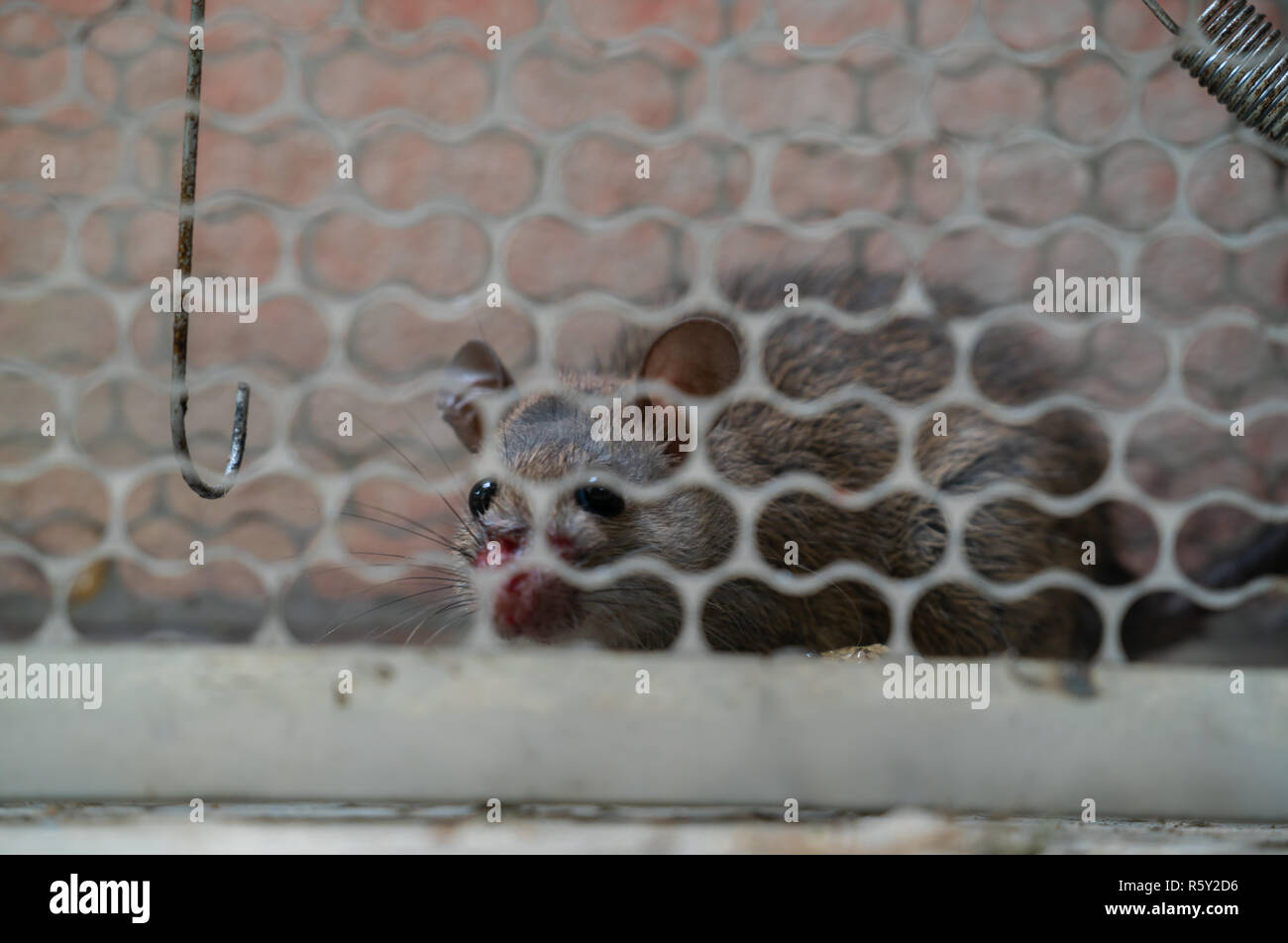 Temerosos ratones atrapados en una jaula de ratas Foto de stock