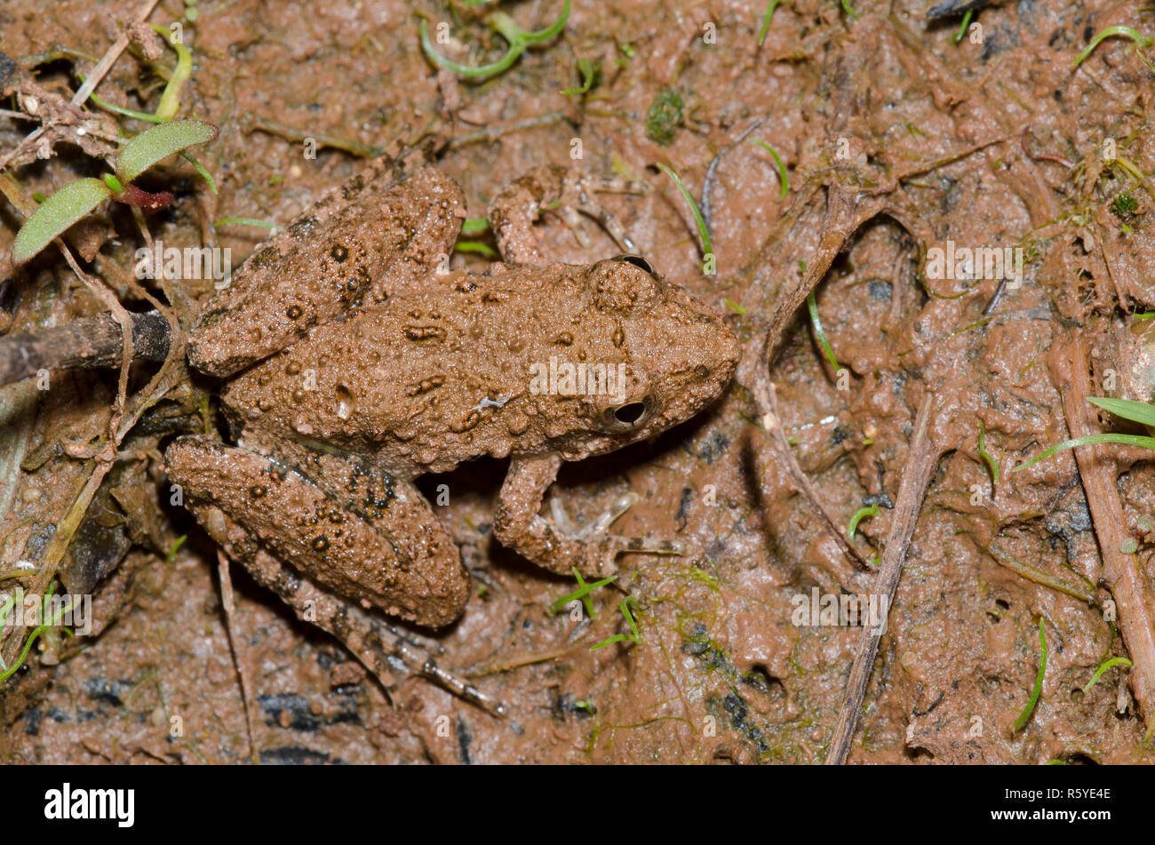 La rana de cricket de Blanchard, Acis blanchadi Foto de stock