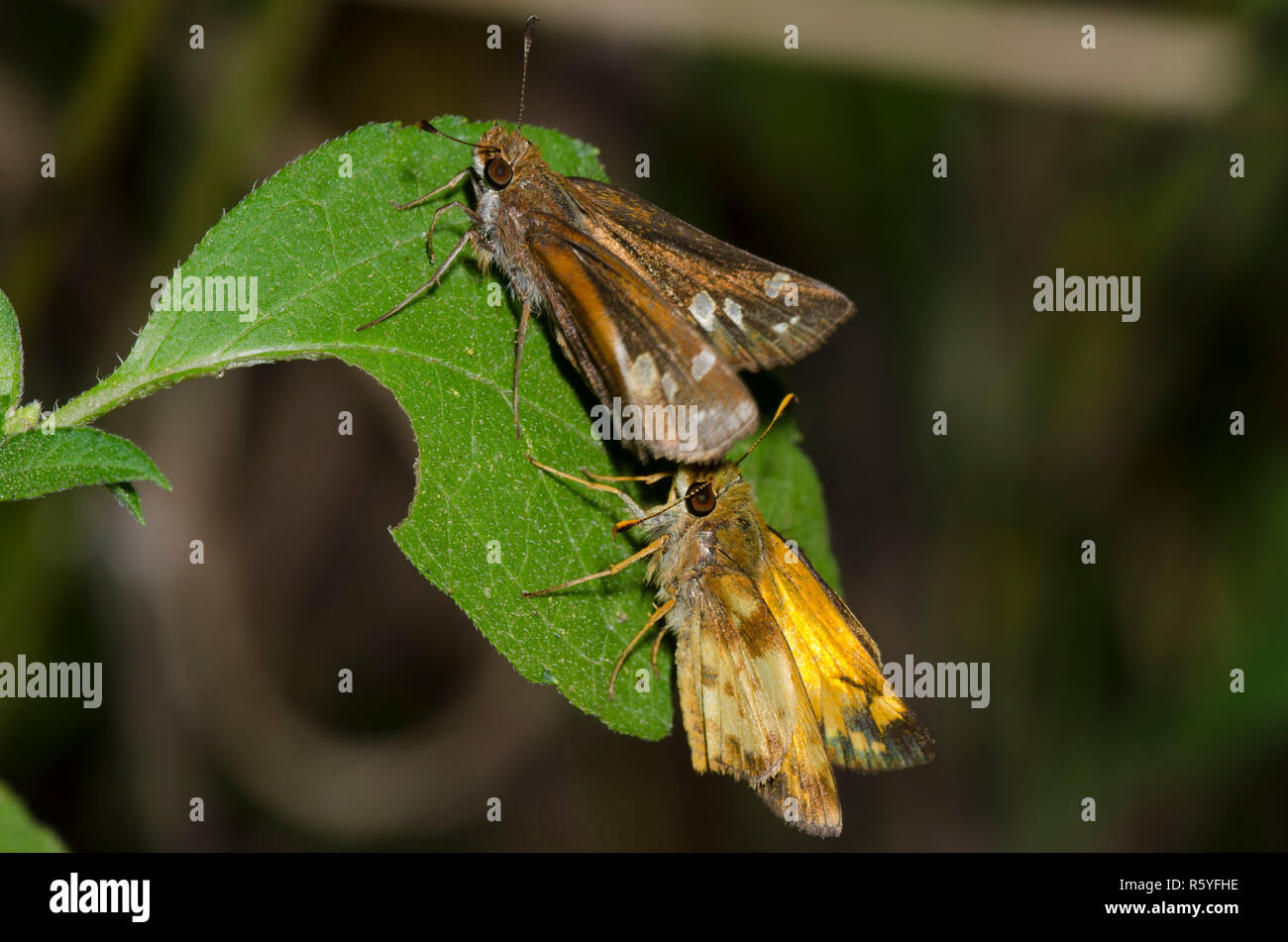 Zabulon Skippers, Lon zabulon, exhibición del cortejo Foto de stock