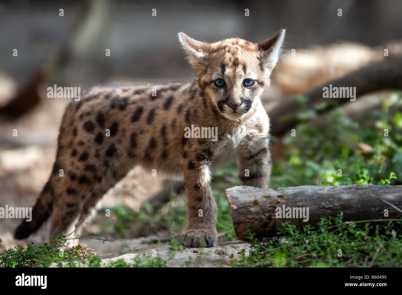 Puma bebé fotografías e imágenes de alta resolución - Alamy