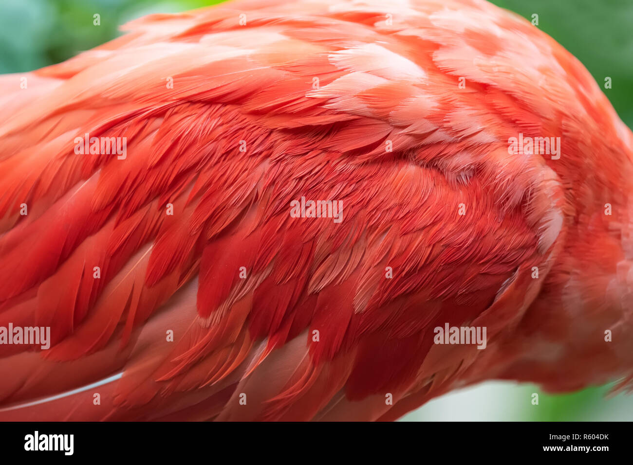 Cerrar la textura de plumas de ibis escarlata roja Foto de stock