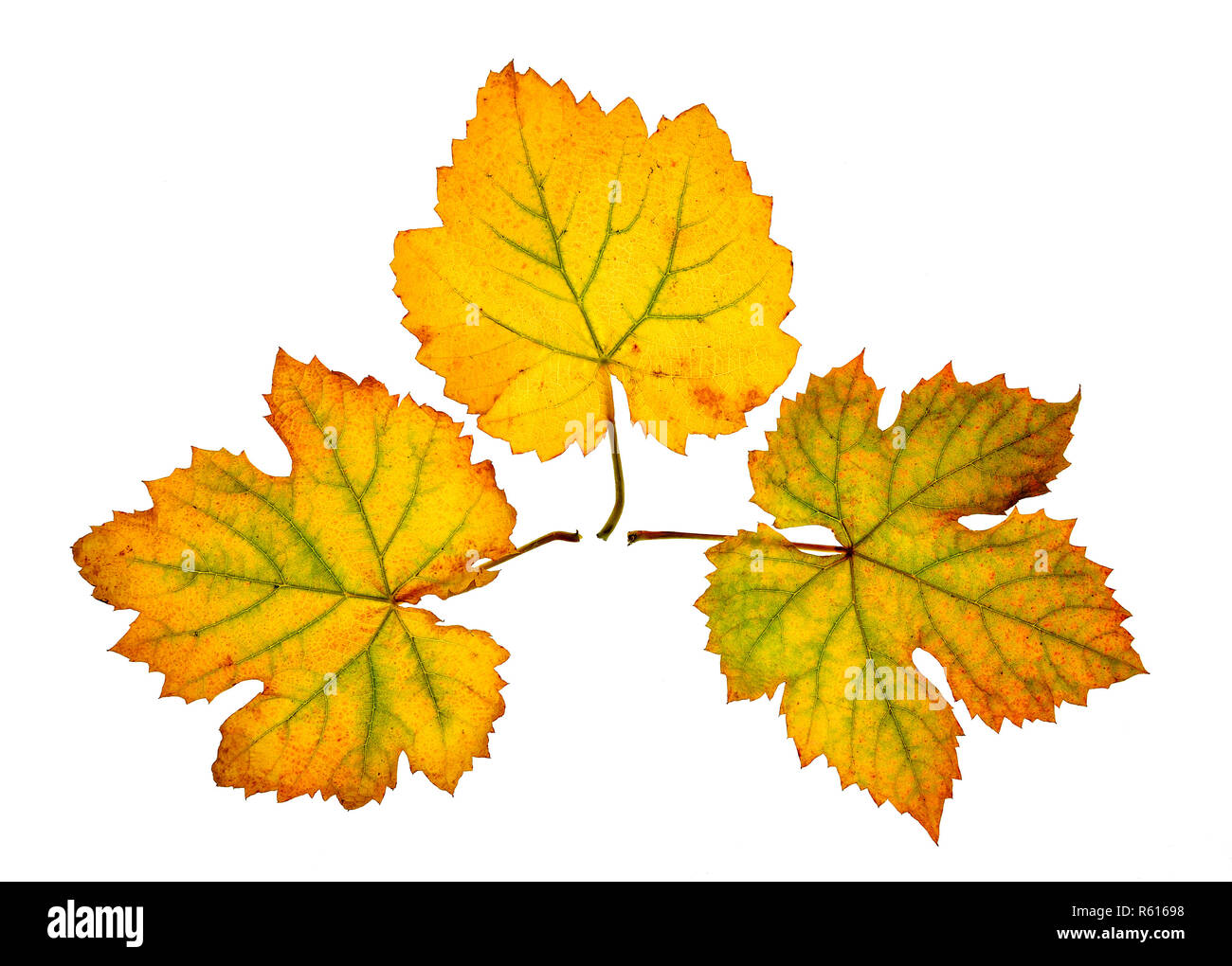 Hojas De Parra Secas Fotos e Imágenes de stock Alamy