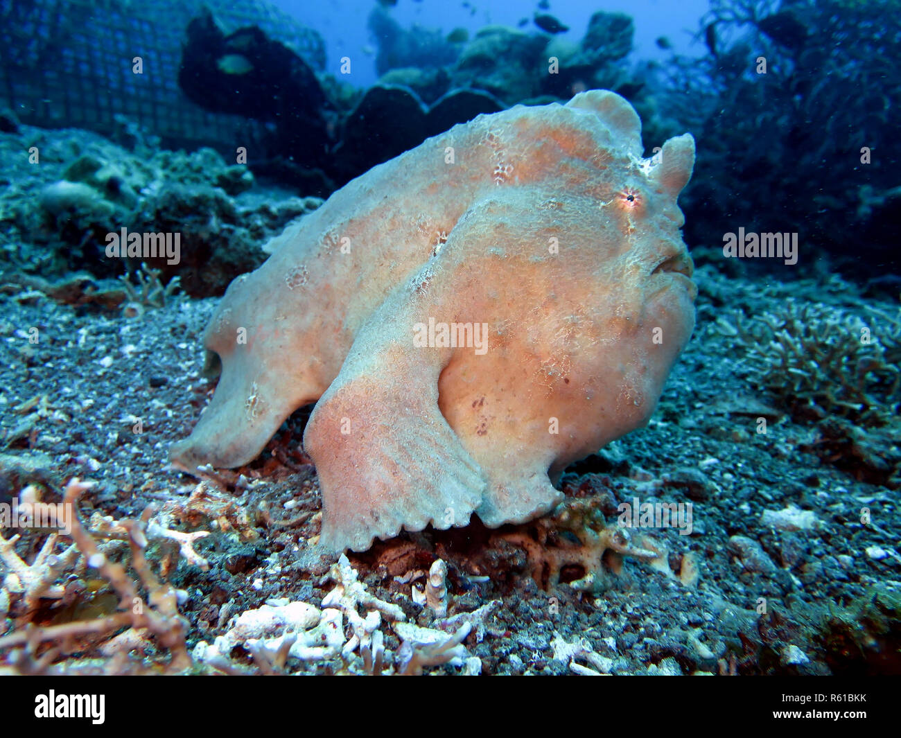 De commerson (antennarius commerson frogfish o antennarius commersoni),también de commerson (antennarius commersoni frogfish),frogfish gigante Foto de stock