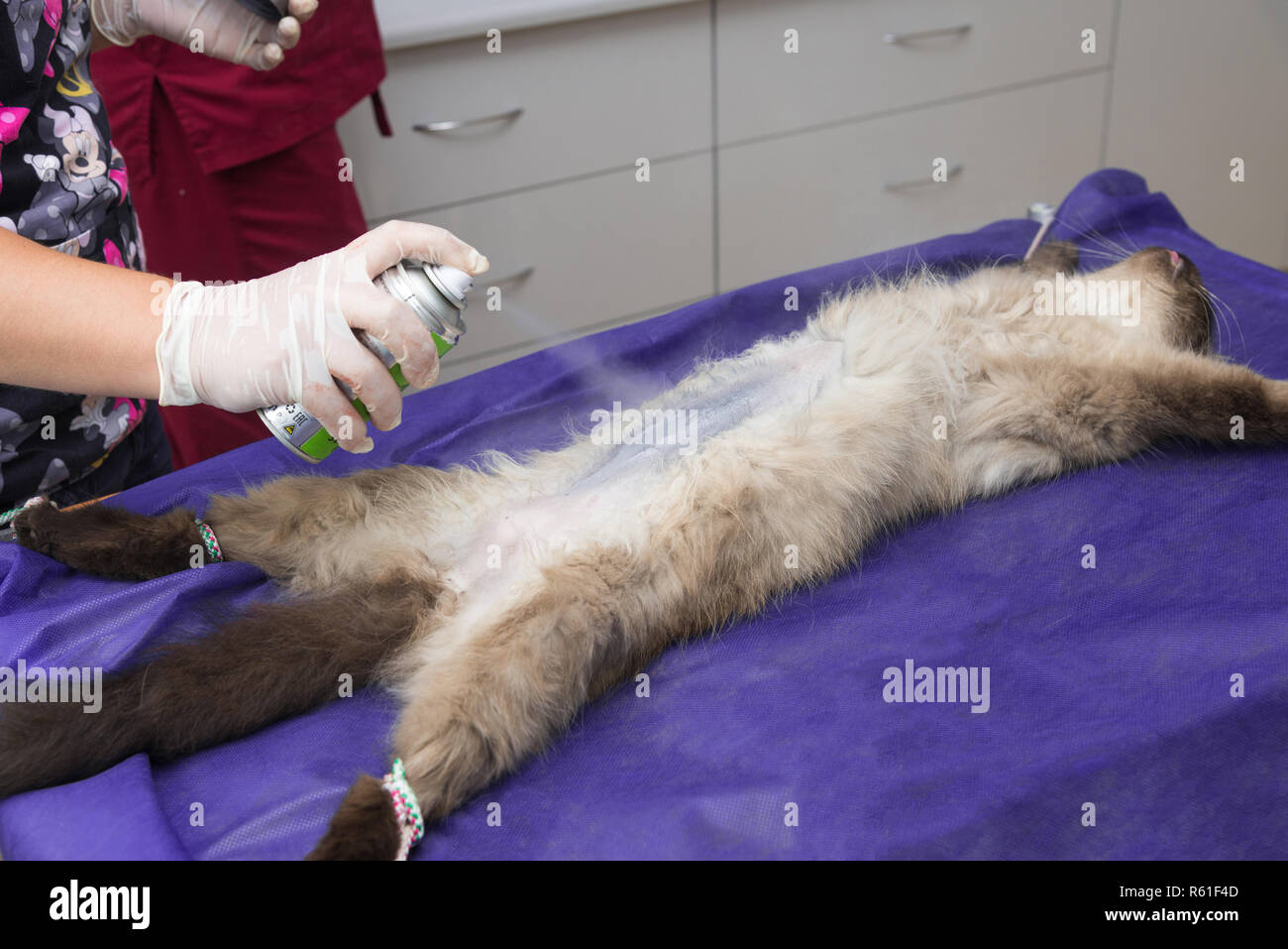 Esterilización de gatos fotografías e imágenes de alta resolución - Alamy