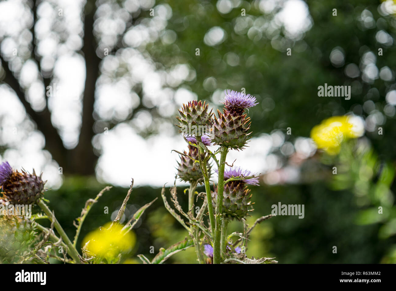 Foto de stock