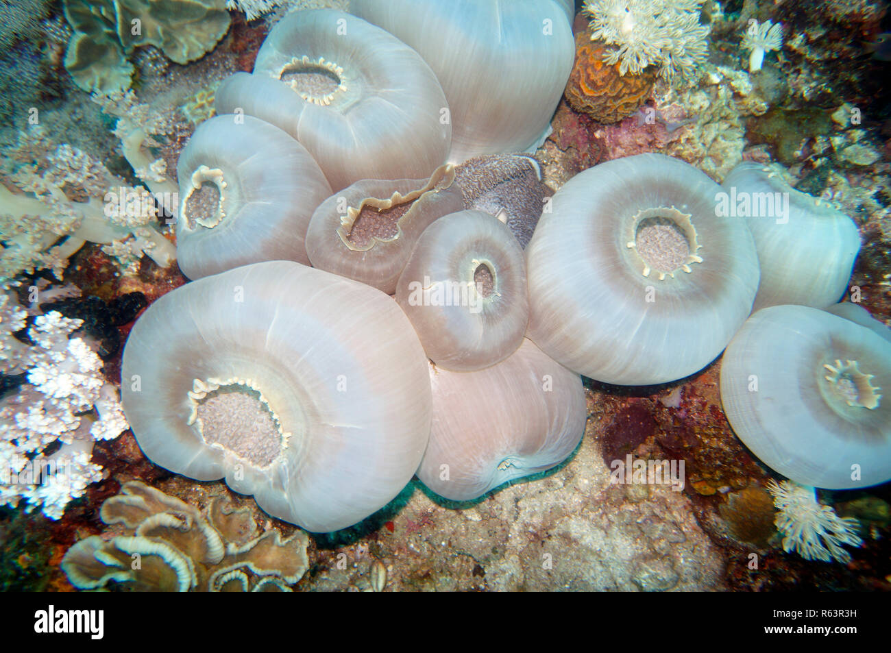 Disco (anémona amplexidiscus fenestrafer) Foto de stock